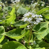 Brunnera macrophylla 'Betty Bowring'
